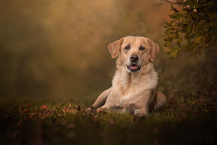 Perro Labrador